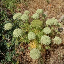Wild carrot on the way to the mountain Puig des Far Vell which is the highest point of Sa Dragonera
